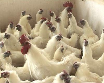 Bật mí địa chỉ cung cấp giá sỉ gà ác hot nhất 2022