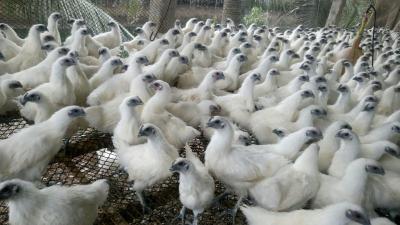 Gà ác là gà gì, giá bao nhiêu? Cách phân biệt gà ác và gà ri